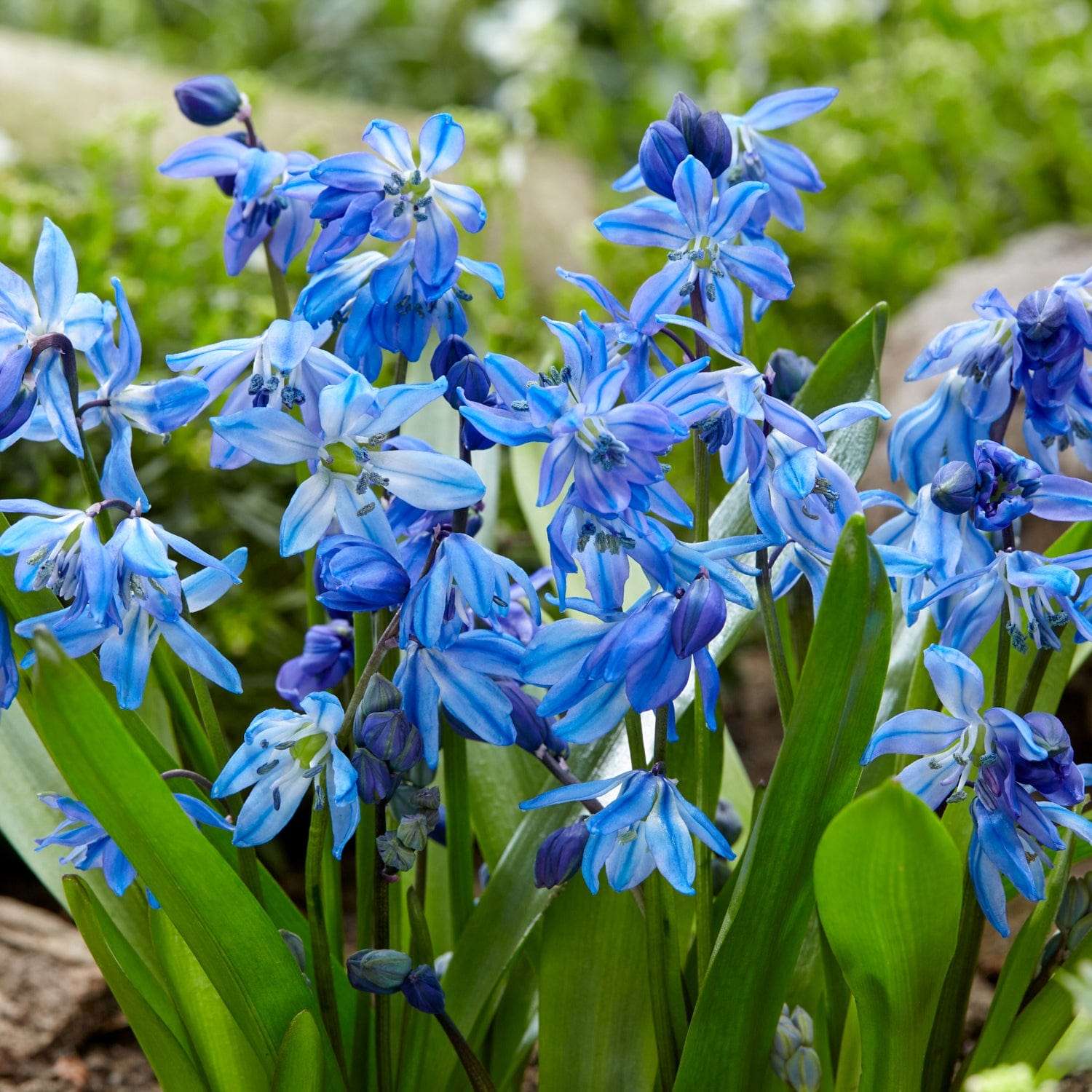 Scilla siberica